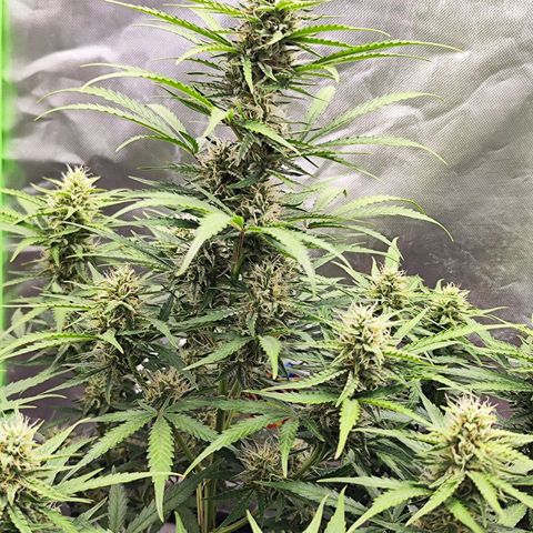 Auto Banana Blaze  growlog timeline photo