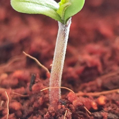 🦍 Gorilla Cookies 🍪 Auto  growlog timeline photo