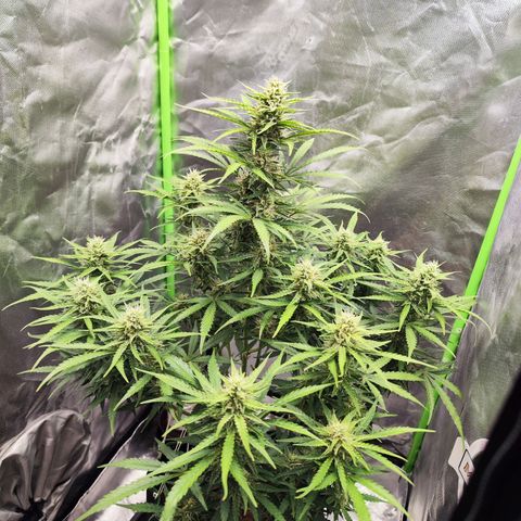 Auto Banana Blaze  growlog timeline photo