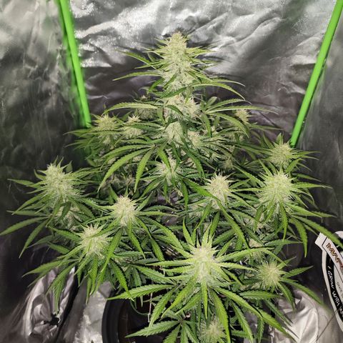 Auto Banana Blaze  growlog timeline photo
