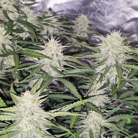 Auto Banana Blaze  growlog timeline photo