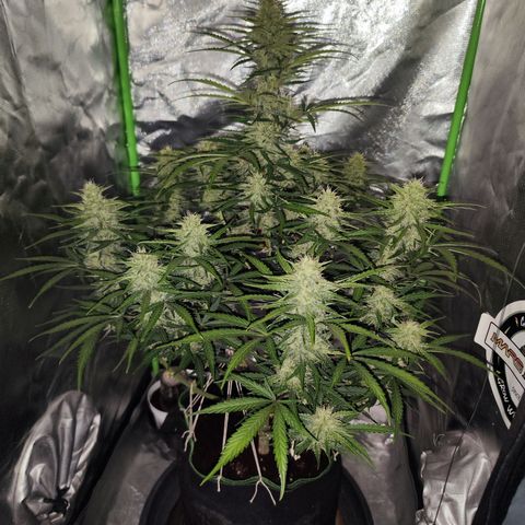 Auto Banana Blaze  growlog timeline photo