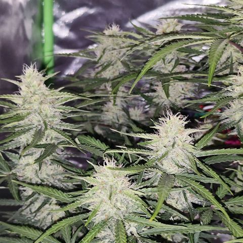 Auto Banana Blaze  growlog timeline photo