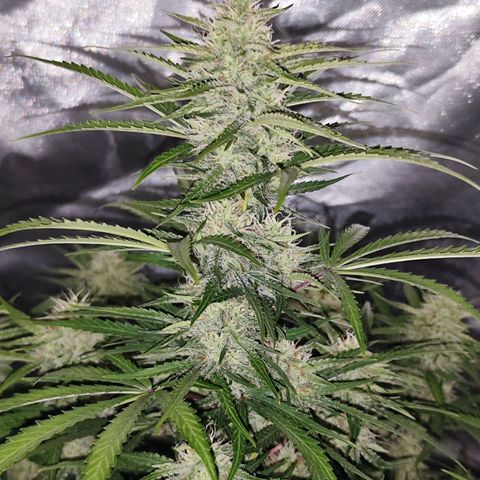 Auto Banana Blaze  growlog timeline photo