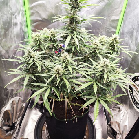 Auto Banana Blaze  growlog timeline photo