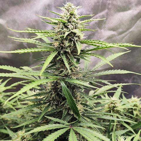 Auto Banana Blaze  growlog timeline photo