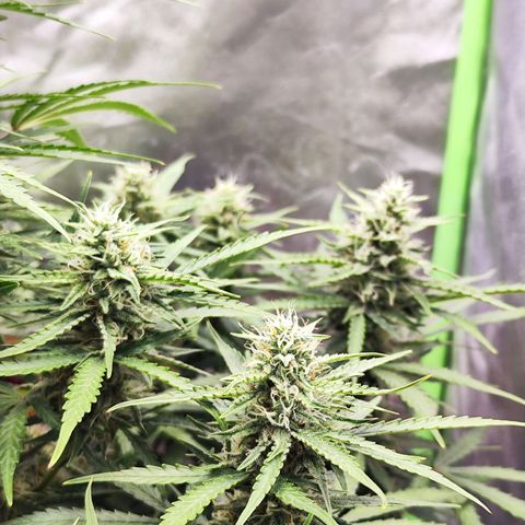 Auto Banana Blaze  growlog timeline photo