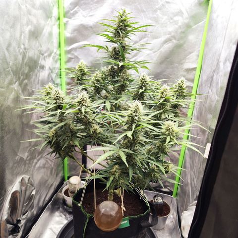 Auto Banana Blaze  growlog timeline photo