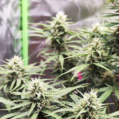 Auto Banana Blaze  growlog timeline photo