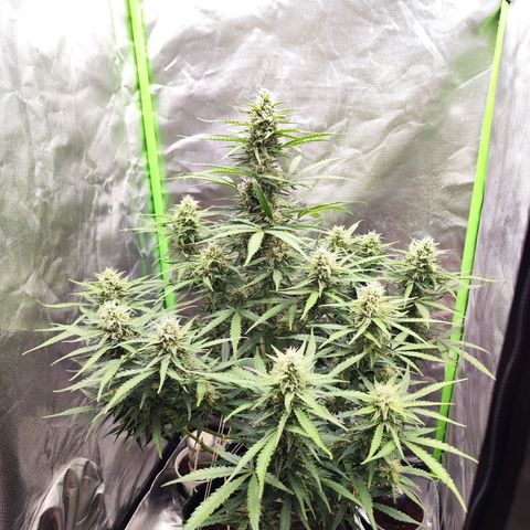 Auto Banana Blaze  growlog timeline photo