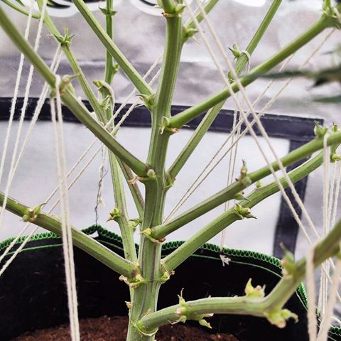 Auto Banana Blaze  growlog timeline photo