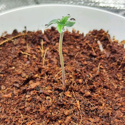 🦍 Gorilla Cookies 🍪 Auto  growlog timeline photo