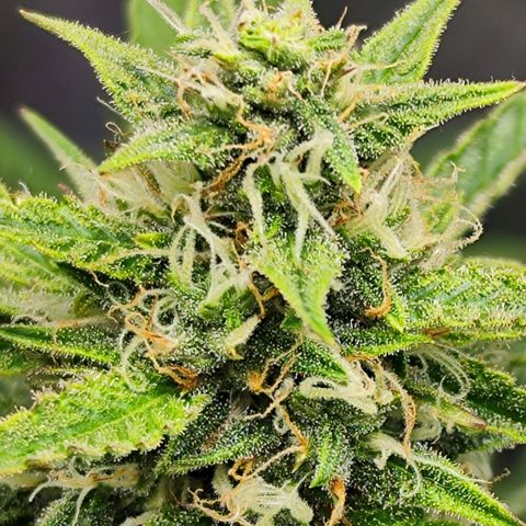 Auto Banana Blaze  growlog timeline photo