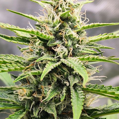 Auto Banana Blaze  growlog timeline photo