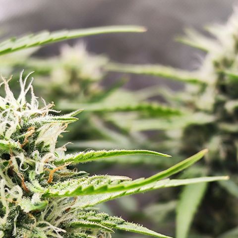 Auto Banana Blaze  growlog timeline photo