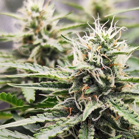 Auto Banana Blaze  growlog timeline photo