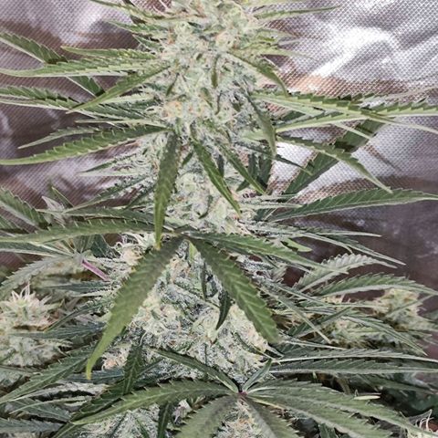Auto Banana Blaze  growlog timeline photo