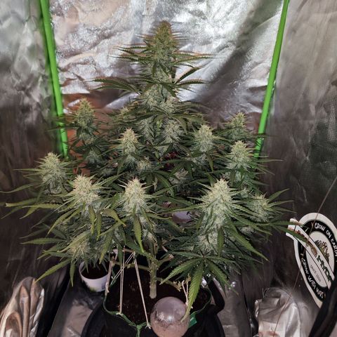 Auto Banana Blaze  growlog timeline photo