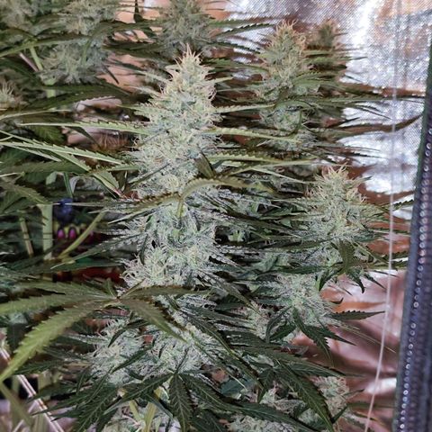 Auto Banana Blaze  growlog timeline photo