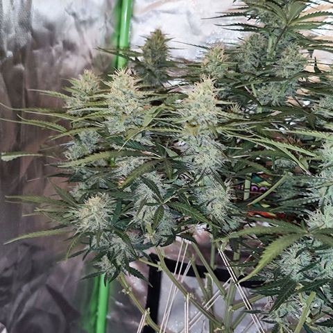 Auto Banana Blaze  growlog timeline photo