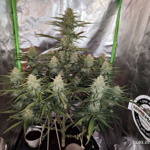 Auto Banana Blaze  growlog timeline photo