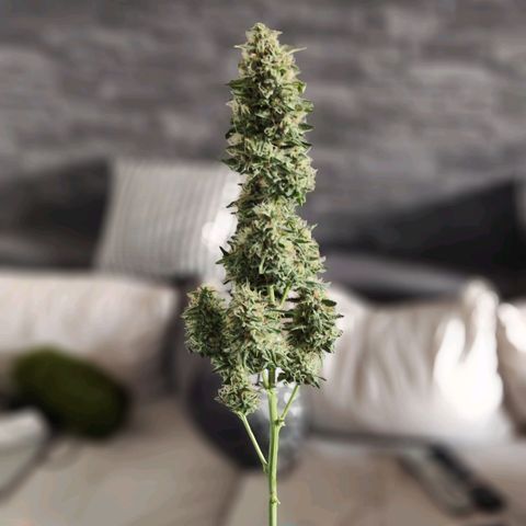 Auto Banana Blaze  growlog timeline photo