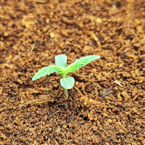 🦍 Gorilla Cookies 🍪 Auto  growlog timeline photo