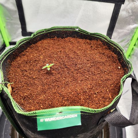 🦍 Gorilla Cookies 🍪 Auto  growlog timeline photo