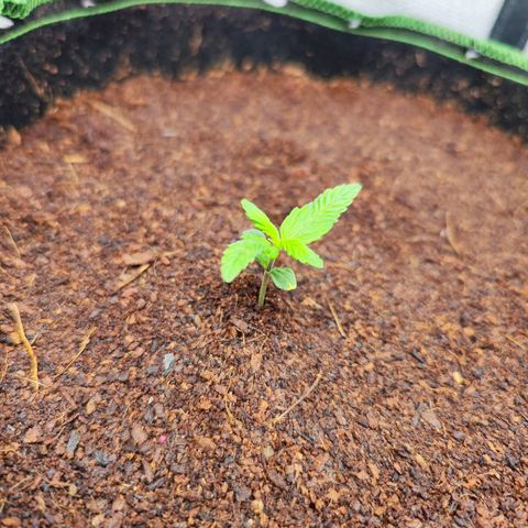 🦍 Gorilla Cookies 🍪 Auto  growlog timeline photo