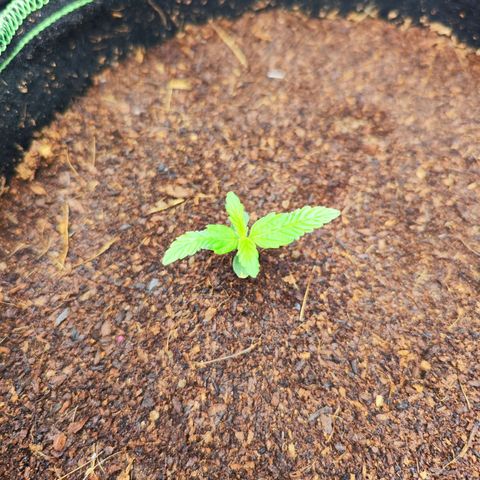 🦍 Gorilla Cookies 🍪 Auto  growlog timeline photo
