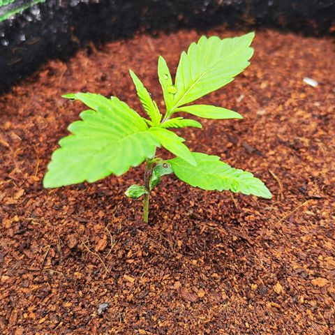 🦍 Gorilla Cookies 🍪 Auto  growlog timeline photo