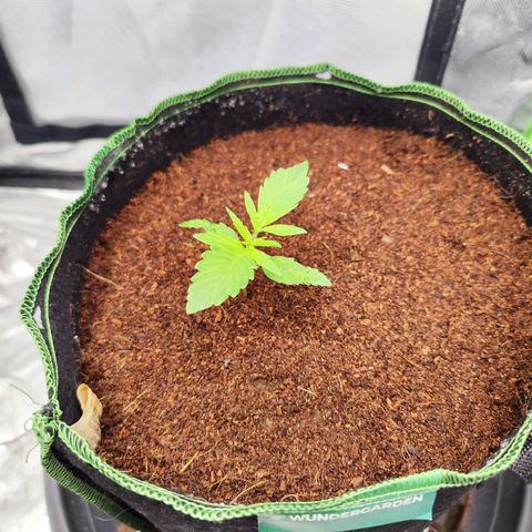 🦍 Gorilla Cookies 🍪 Auto  growlog timeline photo