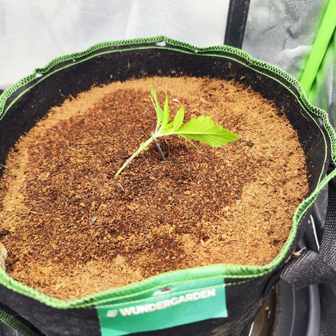 🦍 Gorilla Cookies 🍪 Auto  growlog timeline photo