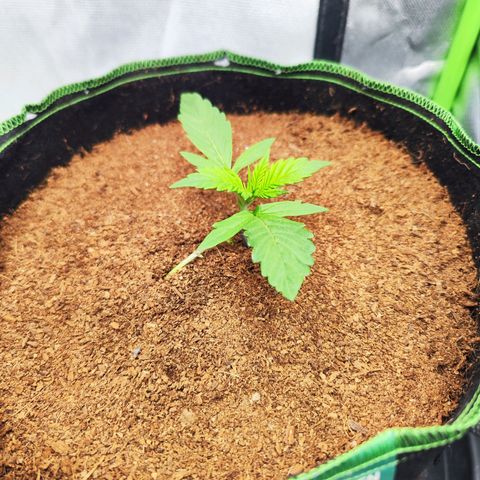 🦍 Gorilla Cookies 🍪 Auto  growlog timeline photo
