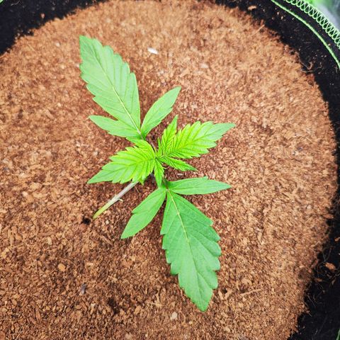 🦍 Gorilla Cookies 🍪 Auto  growlog timeline photo