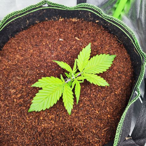 🦍 Gorilla Cookies 🍪 Auto  growlog timeline photo