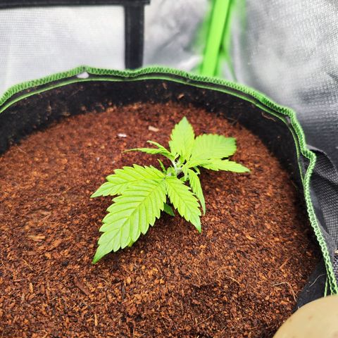 🦍 Gorilla Cookies 🍪 Auto  growlog timeline photo