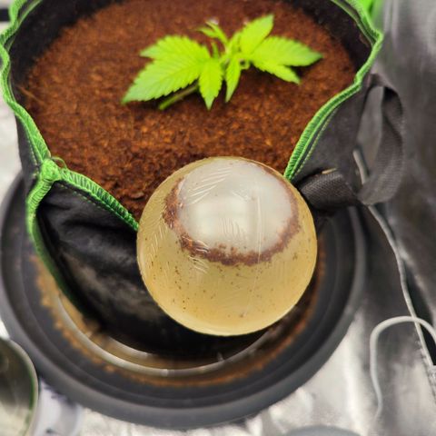🦍 Gorilla Cookies 🍪 Auto  growlog timeline photo