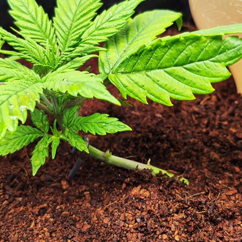 🦍 Gorilla Cookies 🍪 Auto  growlog timeline photo