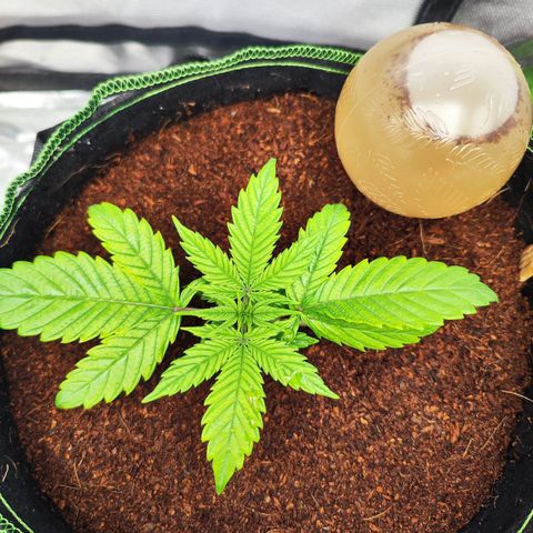 🦍 Gorilla Cookies 🍪 Auto  growlog timeline photo