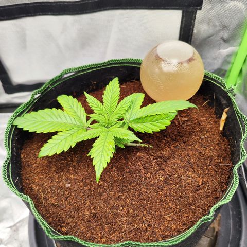 🦍 Gorilla Cookies 🍪 Auto  growlog timeline photo