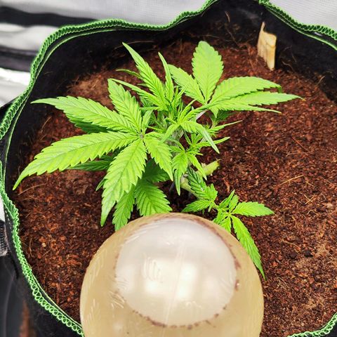 🦍 Gorilla Cookies 🍪 Auto  growlog timeline photo
