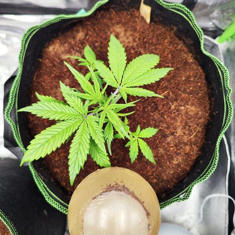 🦍 Gorilla Cookies 🍪 Auto  growlog timeline photo