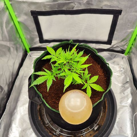 🦍 Gorilla Cookies 🍪 Auto  growlog timeline photo