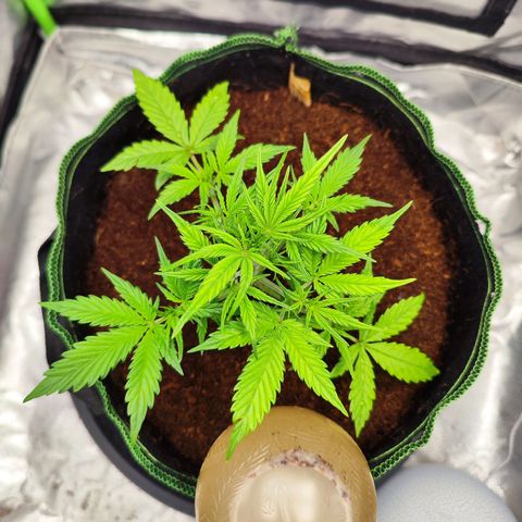 🦍 Gorilla Cookies 🍪 Auto  growlog timeline photo