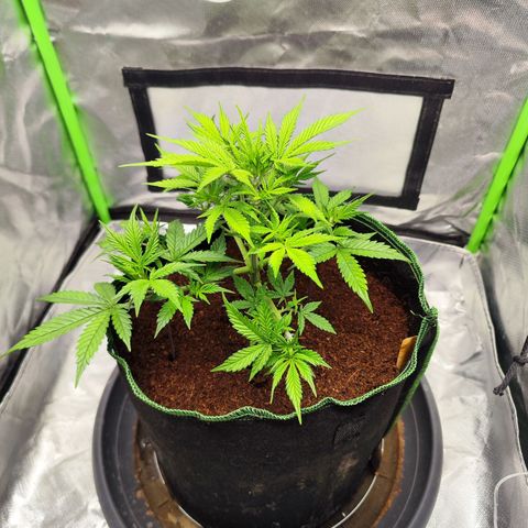 🦍 Gorilla Cookies 🍪 Auto  growlog timeline photo
