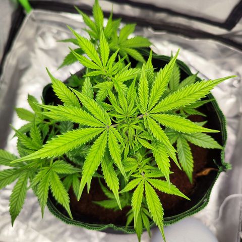 🦍 Gorilla Cookies 🍪 Auto  growlog timeline photo