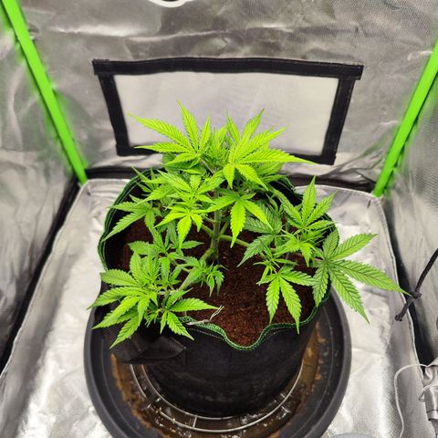 🦍 Gorilla Cookies 🍪 Auto  growlog timeline photo