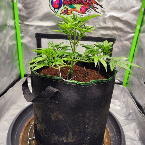 🦍 Gorilla Cookies 🍪 Auto  growlog timeline photo
