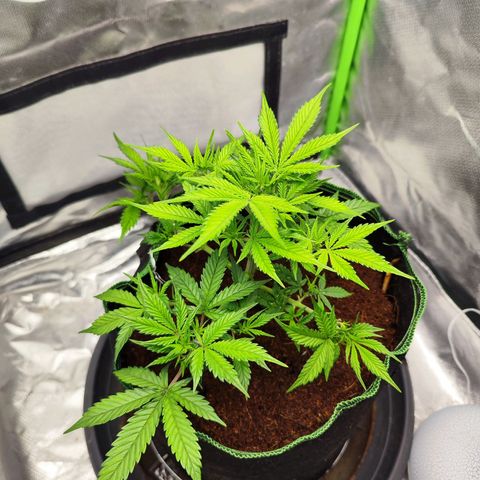 🦍 Gorilla Cookies 🍪 Auto  growlog timeline photo